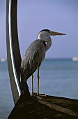 At the stern, in front of the curved keel, a gray heron stands poised