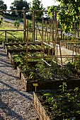 A cultivated garden - raised beds with gravel paths