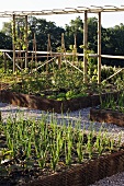 A cultivated garden - raised beds with gravel paths