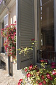 The open shutter of a patio window and flowers in front of a house