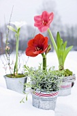 An arrangement of various amaryllis flowers in metal pots