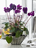 Flowering alpine violets in a folded metal bowl