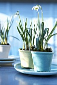 Snowdrops in porcelain pots