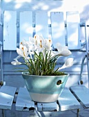Spring feeling - white croccuses in a porcelain bowl on a weatherd garden chair
