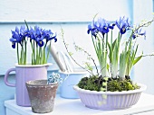 Krüge und Schalen mit eingepflanzten lila Iris stehen auf einer Ablage im Freien