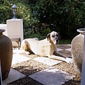 A dog lying on a terrace with a chess board floor