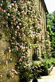 A natural stone facade with climbing roses