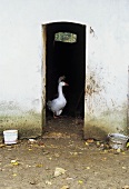 A view into a goose house