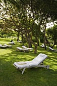 Relaxation in a shady garden - a lounger under trees