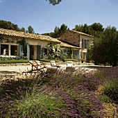 Blühende Lavendelbüsche am Terrassenrand eines Mediterraner Landhauses