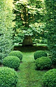 A row of box trees with a view of a bench around a tree