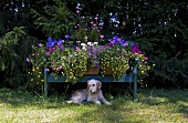 Flowers on a blue bench and a dog in the garden