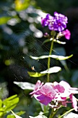 Spinnennetz mit Spinne auf einer Blume