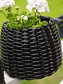 Geranium in a pot made of shiny, black rattan