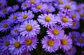 Michaelmas daisies