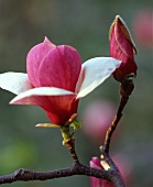 Magnolienblüte und Knospe