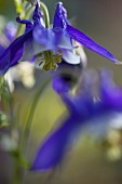 Blaue Akeleiblüte