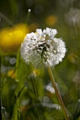 A wilted dandelion clock