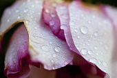 Water drops on a rose