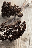 Dried flower clusters on a wooden table