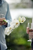 People at a cocktail party with orchids in the foreground