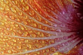 A hibiscus flower