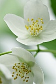 Jasmine flowers