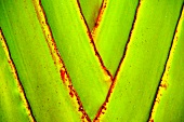 Ausschnitt einer Pflanze