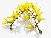 Flowering forsythia