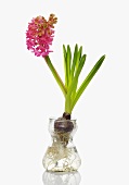 A pink hyacinth