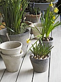 Narcissi in flowerpots