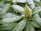 Rhododendron mit Eiskristallen