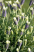 Flowering lavender