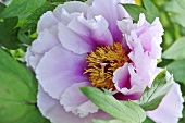 A peony