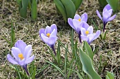 Crocuses