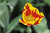 Red and yellow tulip