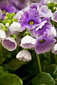 Purple German primroses