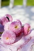 Pink daises on a garden chair in the open air