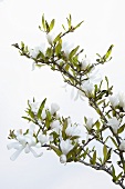 A sprig of star magnolia