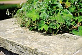 Peppermint geraniums in a garden