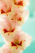 Pink-red gladioli (close-up)