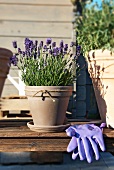 Lavendel in einem Pflanzentopf und Gartenhandschuhe