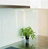 Fresh herbs in a glass on a work surface