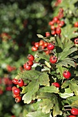 Hawthorn with berries