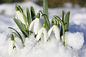 Snowdrops in snow