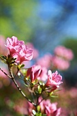 Pink Azaleas Blooming