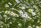 Marguerites in a meadow