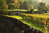 Vineyard surrounded by walls, Maienfeld, Graubünden, Switzerland