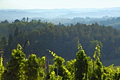 Vineyard of Villa Pillo Estate, Tuscany, Italy
