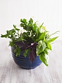 Various culinary herbs in blue pot